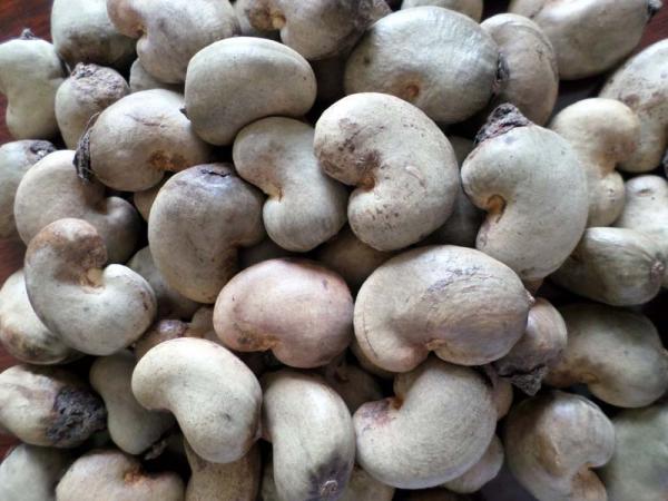 Raw Cashew Nuts in Shell